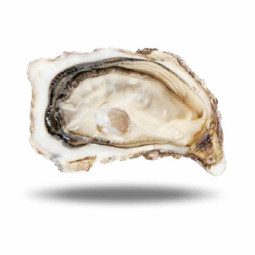 Fine 12 N4 Oysters Brittany (0.7kg) - Cadoret