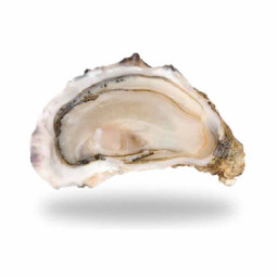 Special N3 24pc Oysters Brittany (2kg) - Cadoret