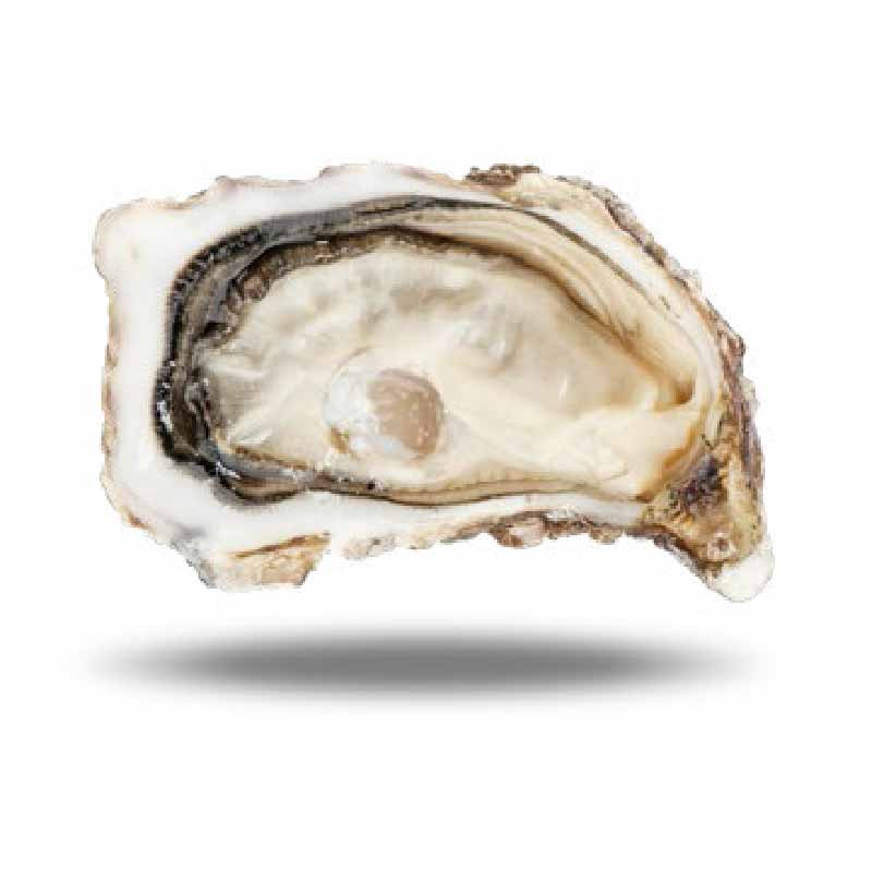 Hàu tươi ướp lạnh Fine 12 N4 Oysters Brittany (0.7kg) - Cadoret